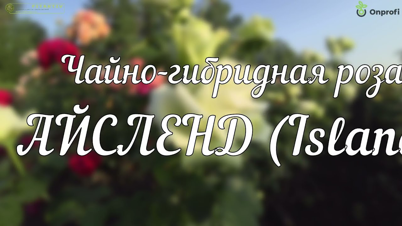 Роза Айсленд из каталога 
