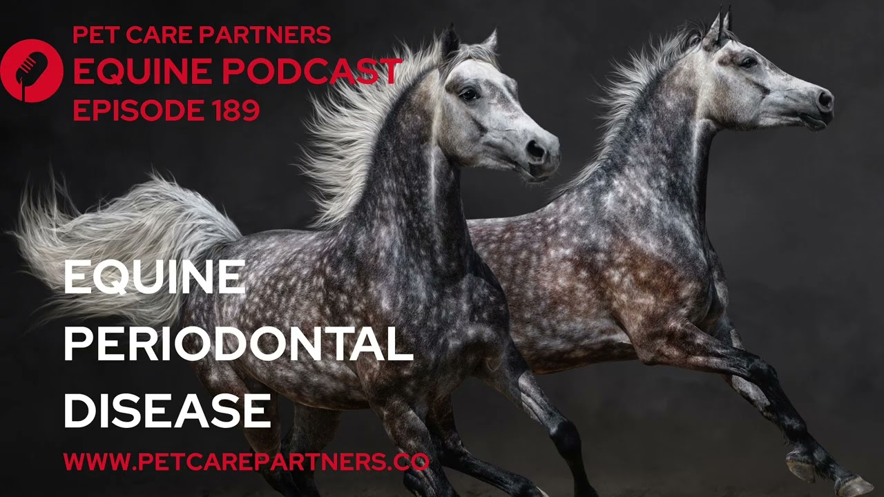 EP. 189: Periodontal Disease in Horses | Causes, Diagnosis & Treatment Explained | Pet Care Partners