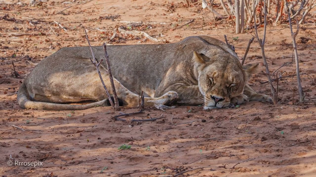 20241117 Botswana 7