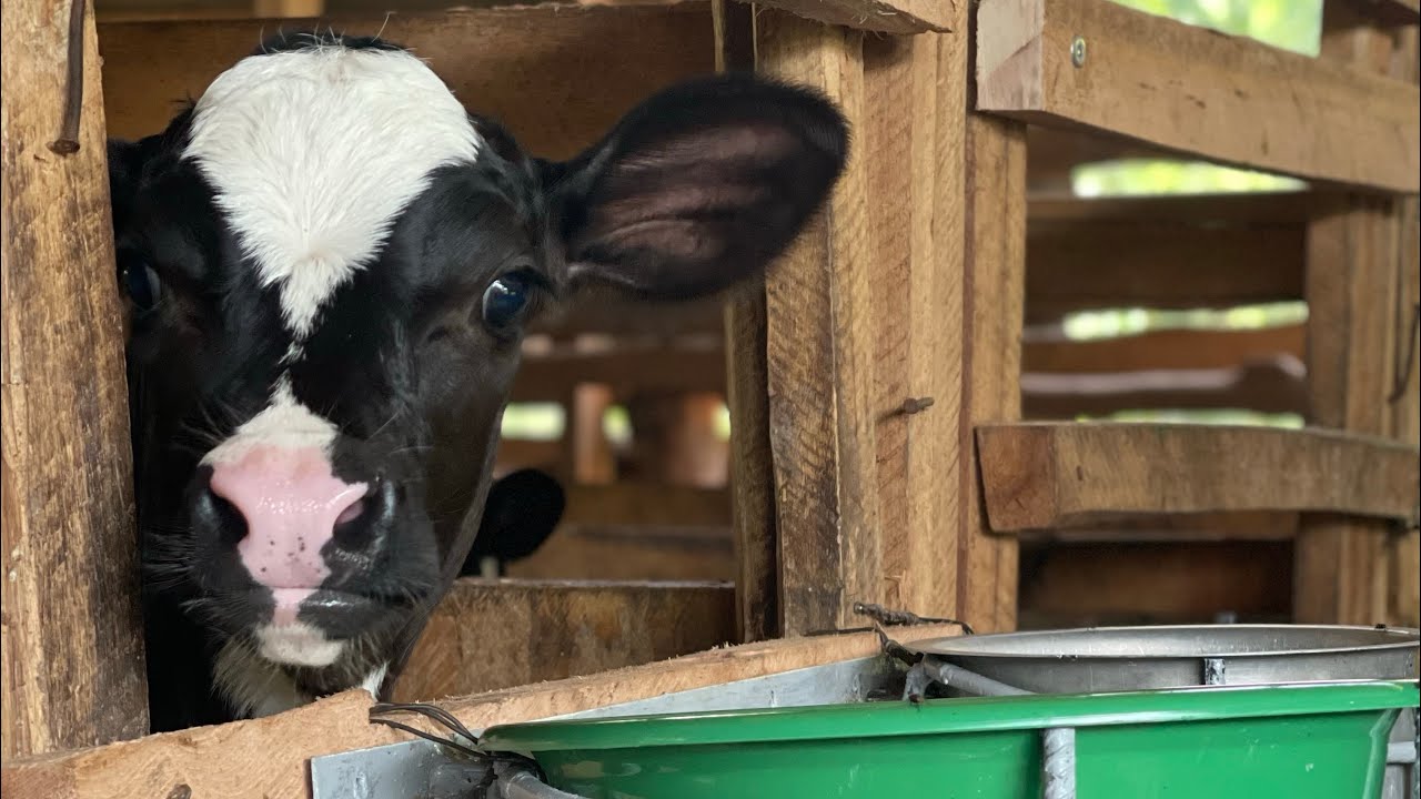 Dairy Calf Management : Tips on Health, safety & essentials (By Mr Wasswa Kalikyejo Richard)