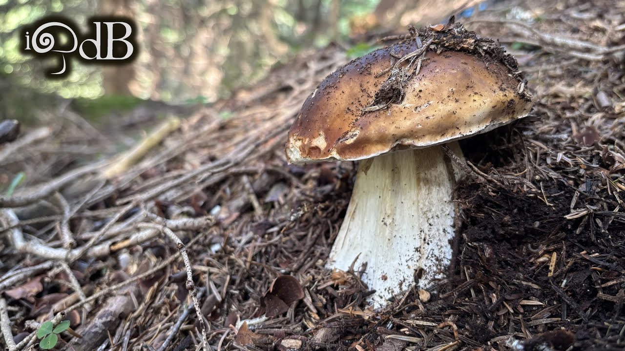 Porcini Edo #3 2025