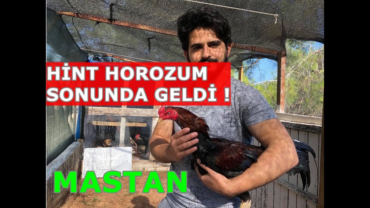 hint horozum mastaan geldi sürpriz hint horozum geldi #şampiyonhinthorozu #hinthorozuçiftliği