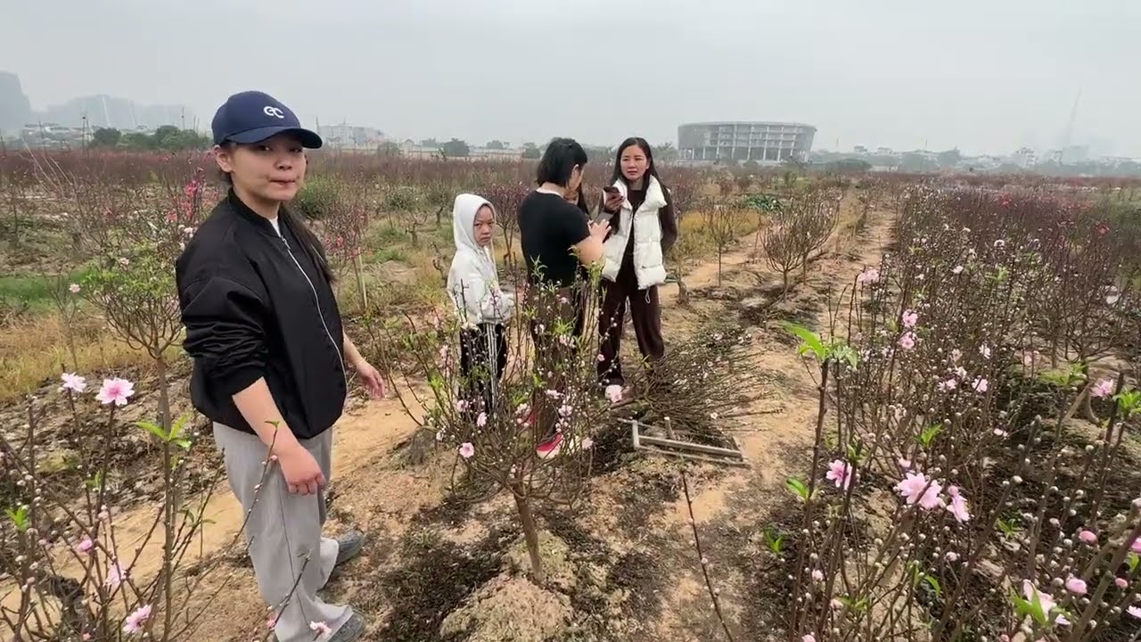 TẤP NẬP SÁNG CUỐI NĂM BÊN RUỘNG ĐÀO NỞ ĐẸP - CẢM GIÁC CẮT ĐÀO TẠI RUỘNG CỰC THÍCH