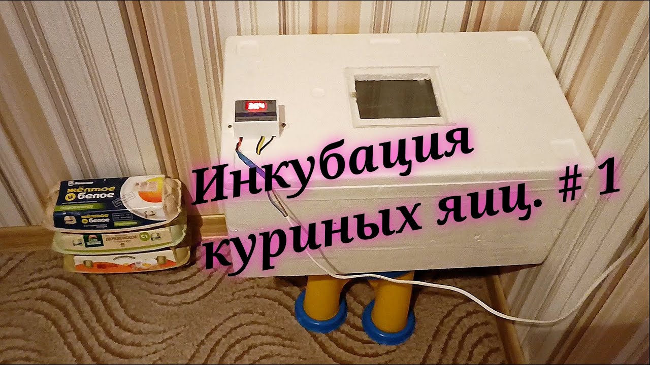 Инкубация куриных яиц в домашних условиях. Мой первый опыт.