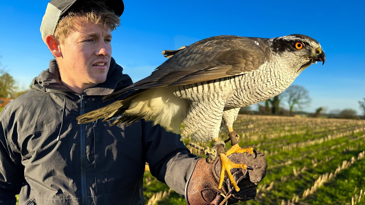 ONGEDIERTE BESTRIJDEN MET EEN ROOFVOGEL! 😨