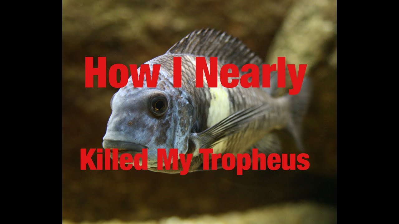 How I Nearly Killed My Tropheus Duboisi Colony