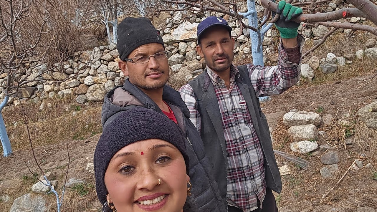 सेब के पेड़ों में कलमें लगाते एक्सपर्ट 🍎 | Sangla Valley