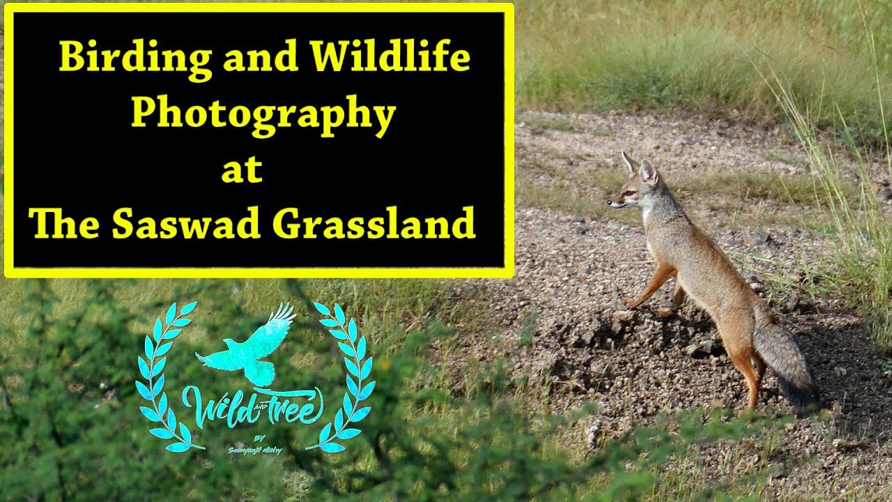 Birding and Widlife photograpghy at the Saswad Grassland PUNE INDIA. PART-1.