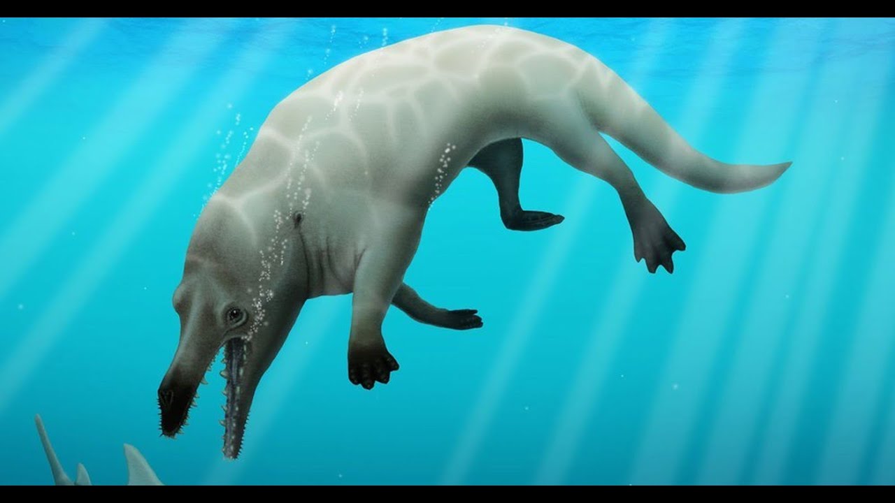 When Whales Walked: The Early Evolution of Cetaceans