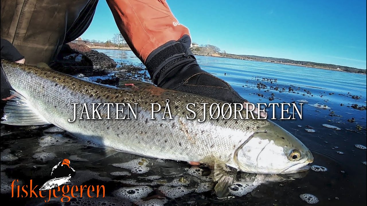 Sjøørretfiske - Jakten på sjøørreten E1- S6 
