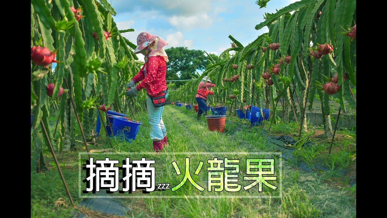 農事│火龍果收成(Pitaya Harvest)