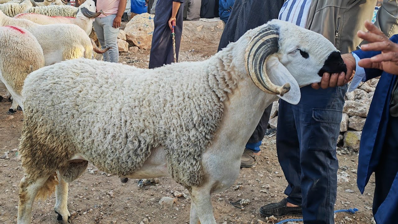 مباشرة من سوق حد البروج إقليم سطات مع اتمنة الخروف والحولي والخروفة