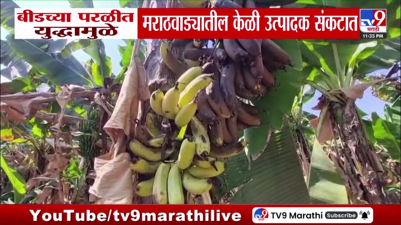 Beed | बीडच्या परळीत युद्धामुळे मराठवाड्यातील केळी उत्पादक संकटात