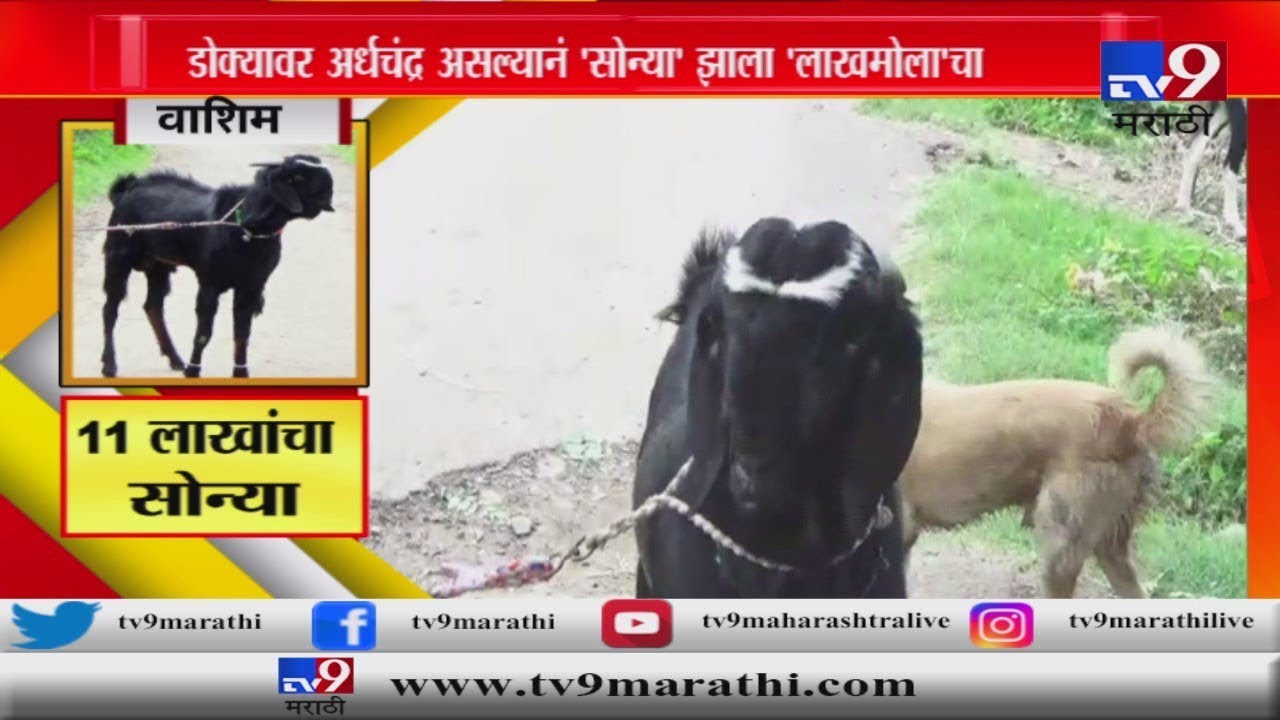 वाशिम | माथ्यावर 'अर्धचंद्र' असलेला 11 लाखांचा 'सोन्या' बोकड | चर्चा तर होणारच -TV9