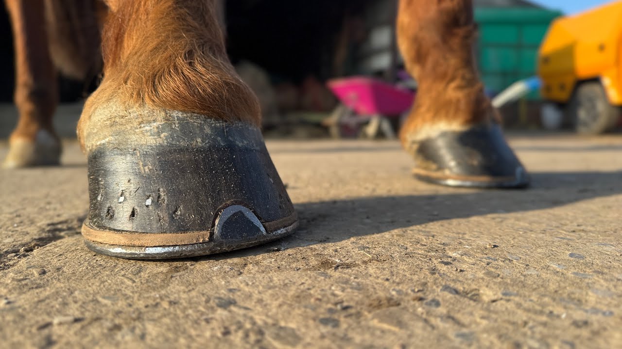 How I keep Zhona comfortable and deal with her Navicular issues