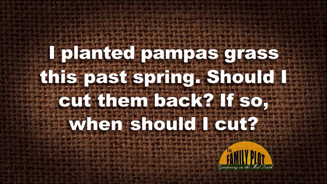 Q&A &ndash; When should I cut back my pampas grass?