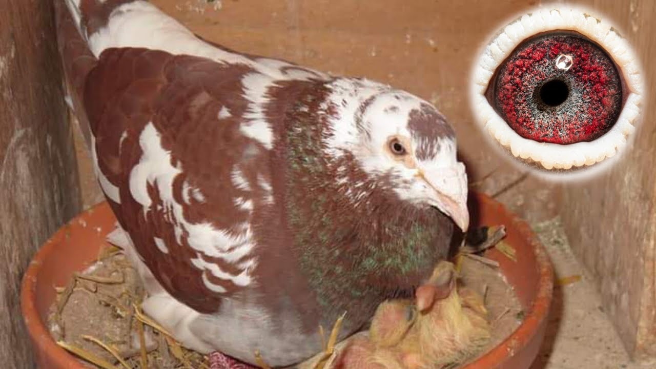 Meulemans Racing Pigeon | Colour Genetics in Racing Pigeons 2022 | Kalapati
