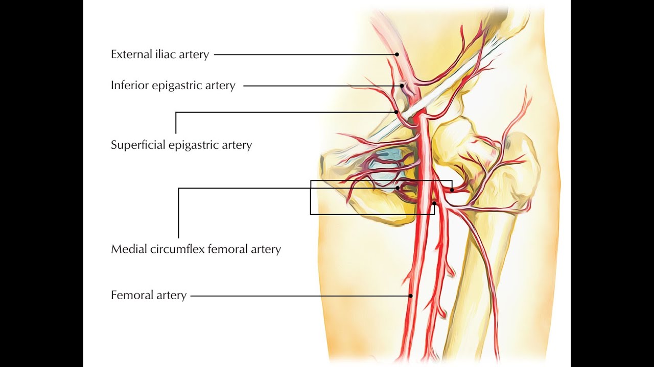 Surgical importance of the inferior epigastric artery and vein; Orchidopexy, Hasselbach's triangle,