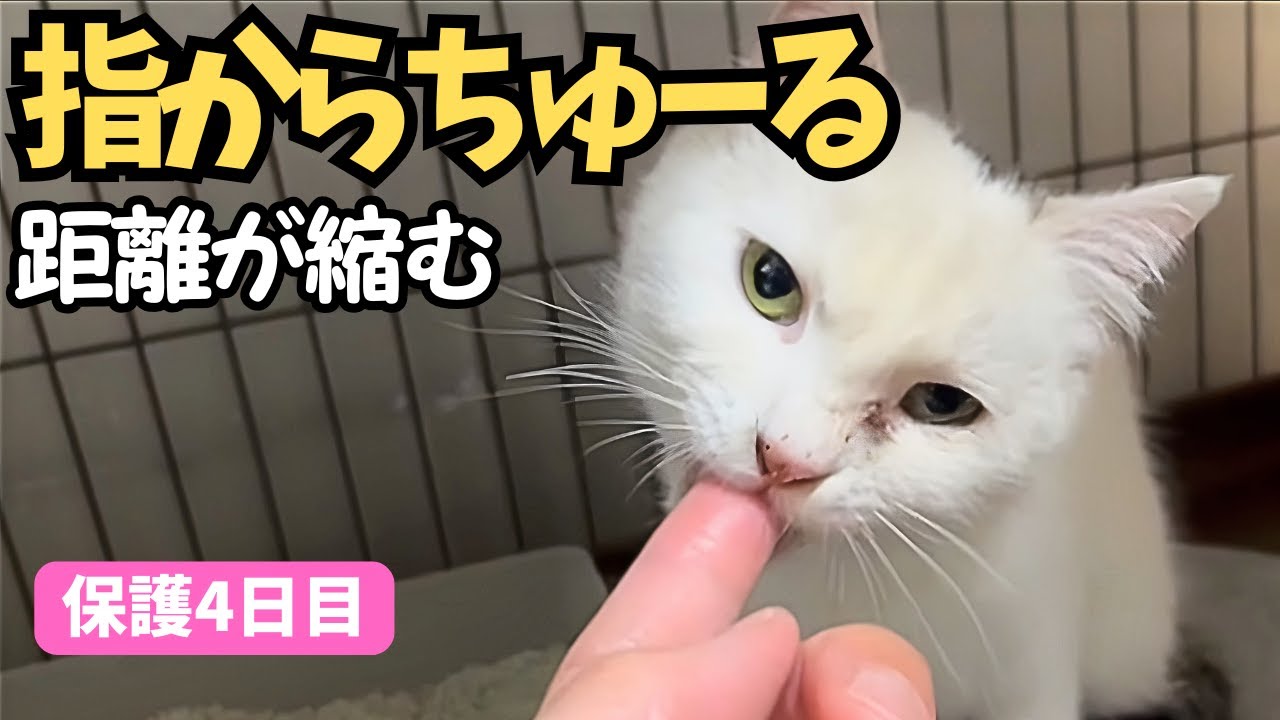 保護猫・よつばの記録｜FeLV（猫白血病）と向き合い、そっと距離が縮んだ4日目【保護4日目】