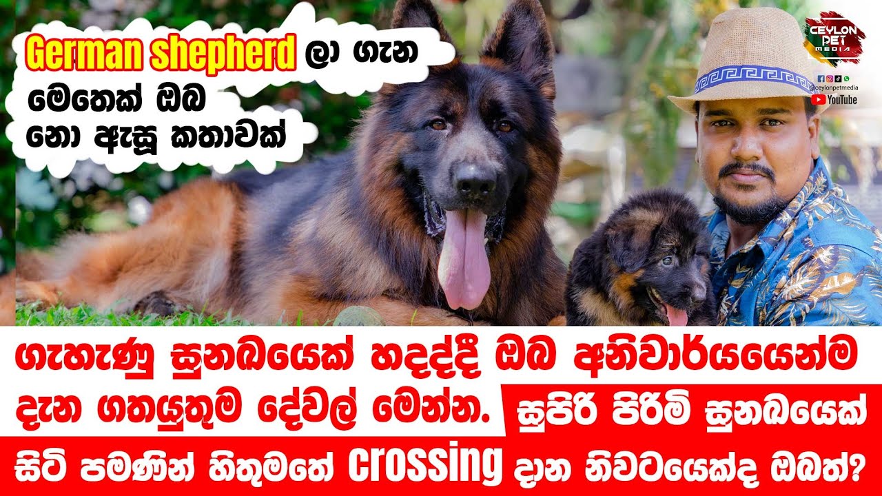 අනවශ්‍ය විදිහට පිරිමි සතුන් crossing වලට යොමු කරන්න එපා | German Shepherds Review | Ceylon Pet Media