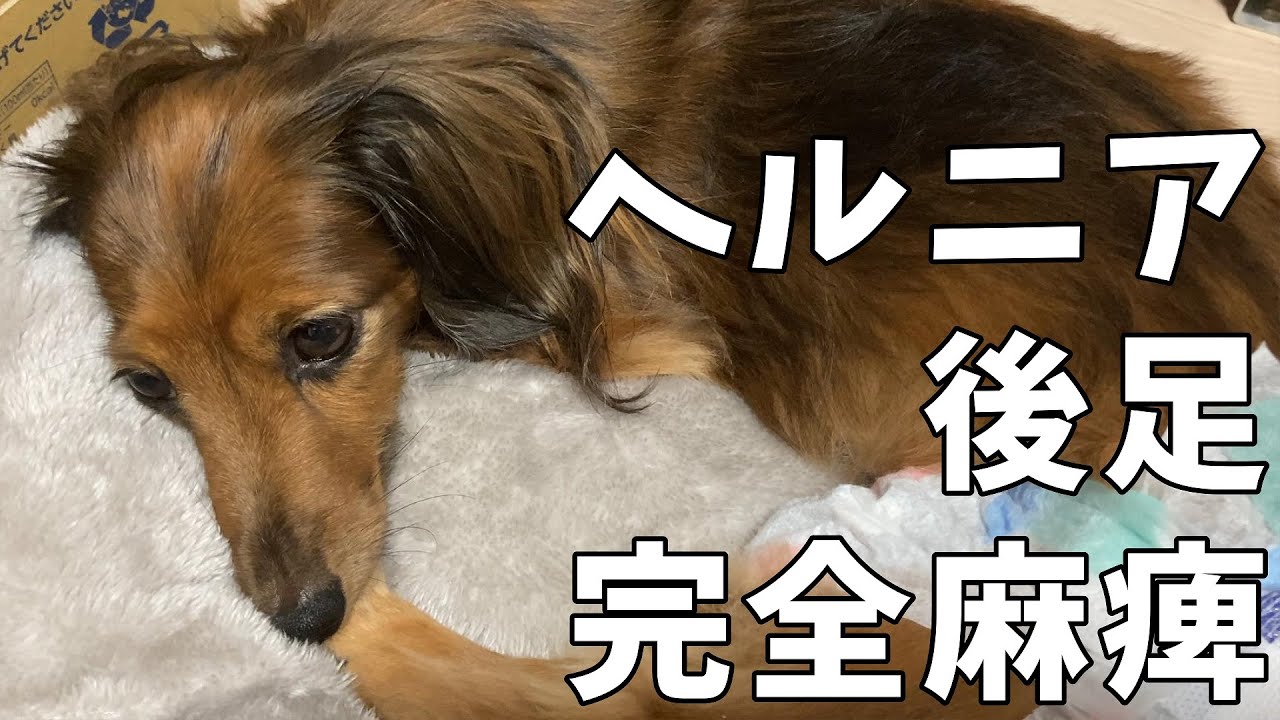 ヘルニア完全麻痺からちょっと復活までの様子【カニンヘンダックス】