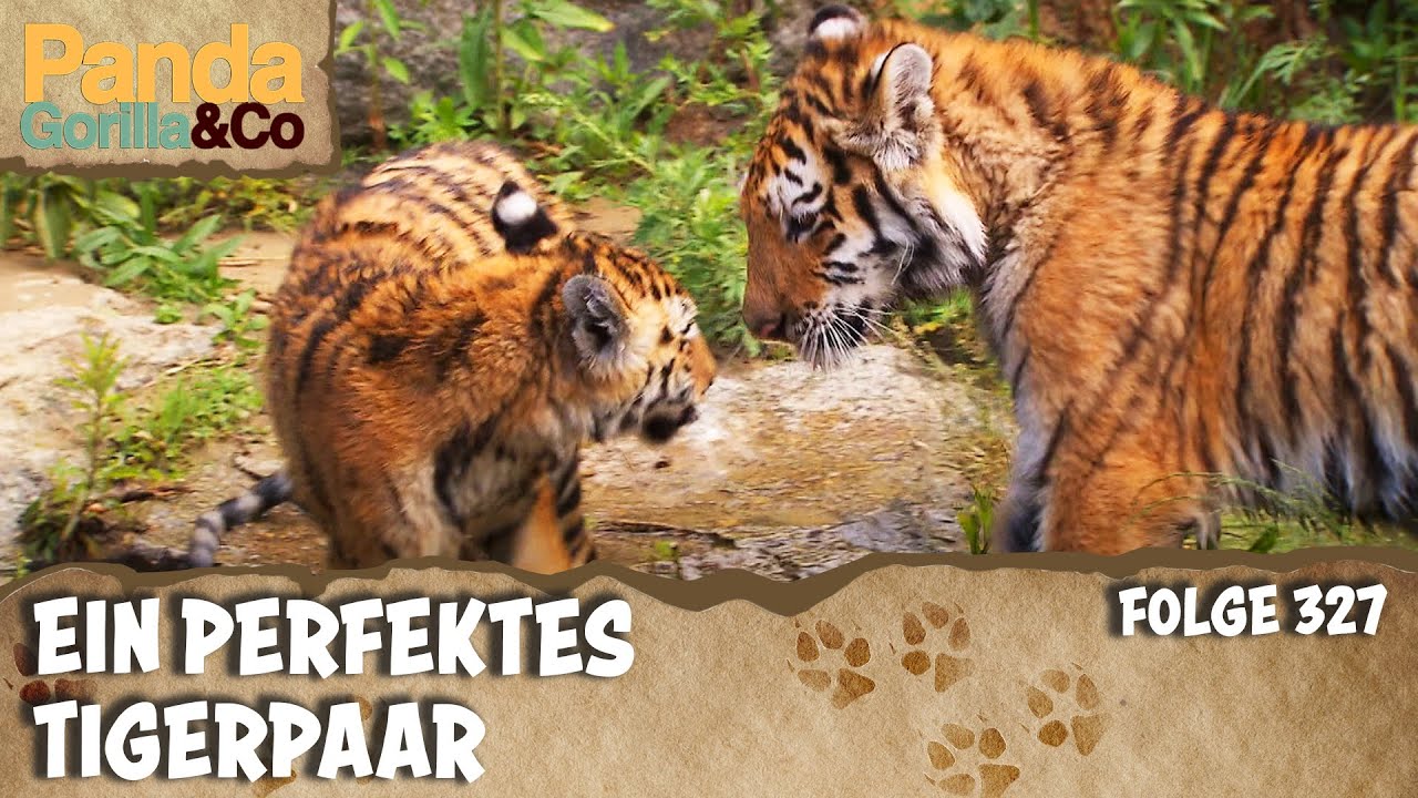 Kleine Tiger Alisha und Dragan leben sich ein | Panda, Gorilla & Co.