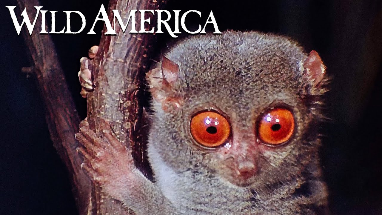 Wild America | S4 E2 The Incredible Shrew | Full Episode HD