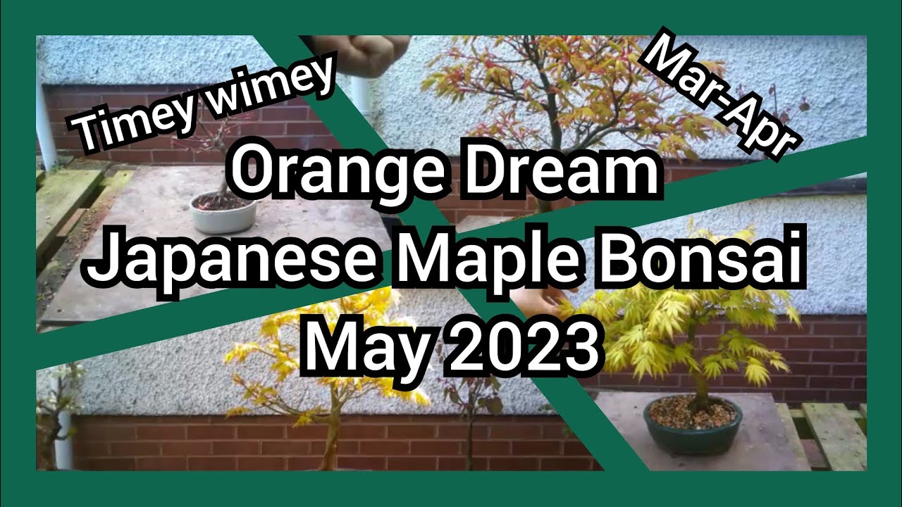 Orange Dream Japanese Maple Bonsai May 2023