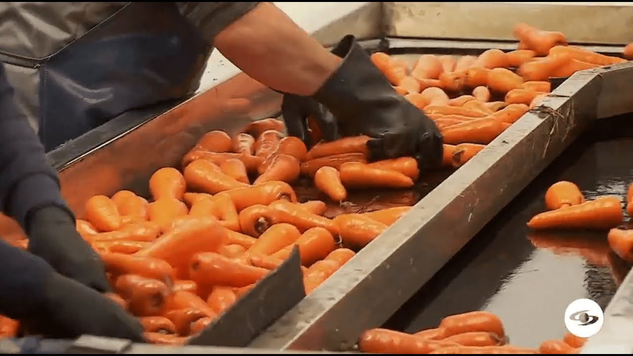 Todo lo que debe saber de la siembra y postcosecha del cultivo de zanahoria - La Finca De Hoy
