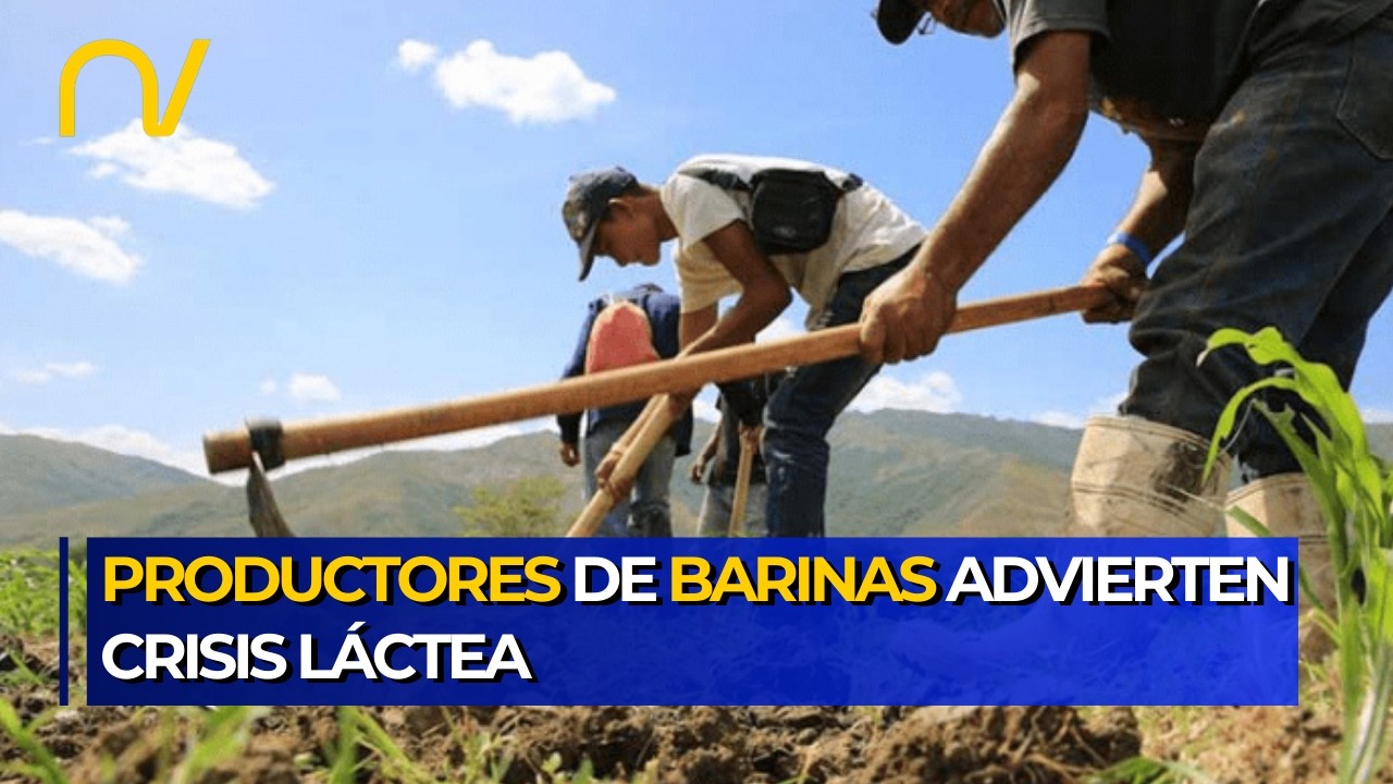 Productores en Barinas advierten riesgo en la producción láctea por caída de precios