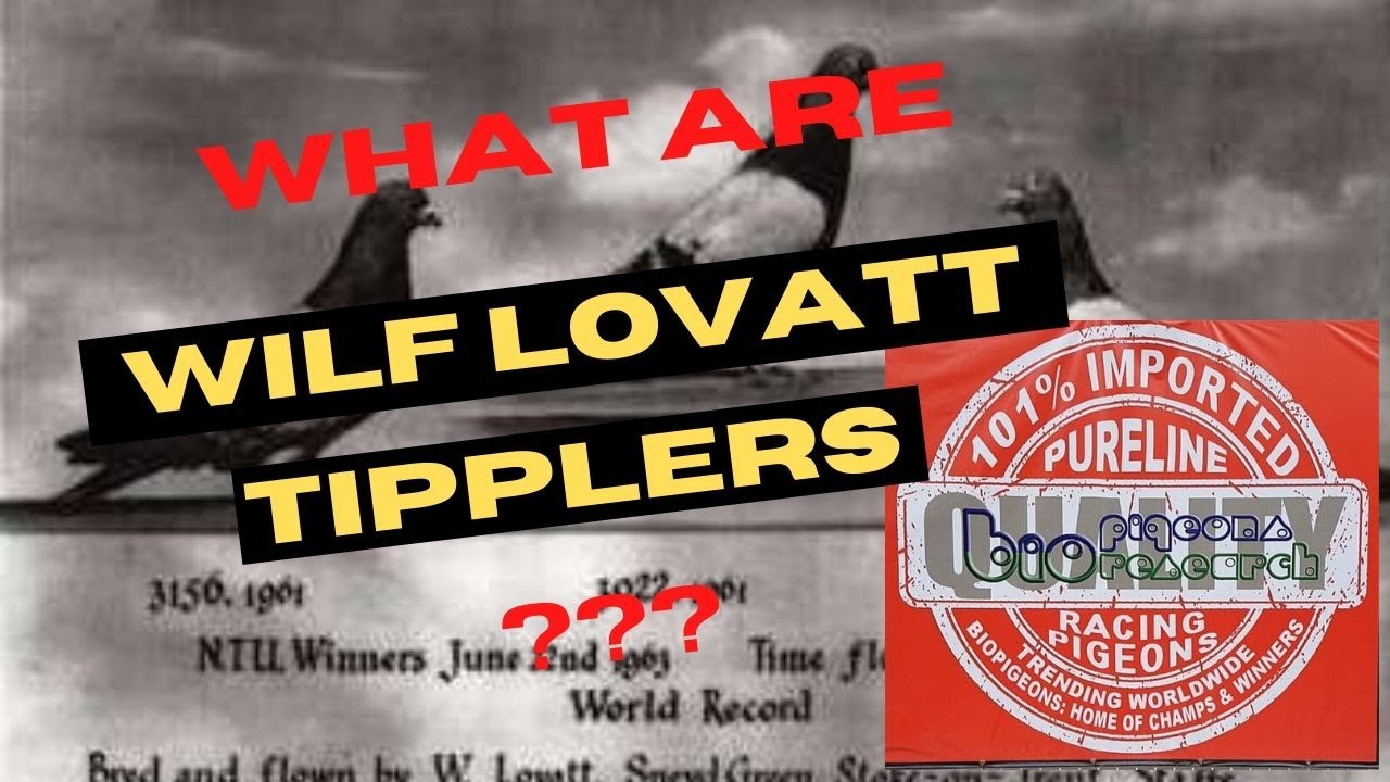 WHAT ARE LOVATT TIPPLERS???