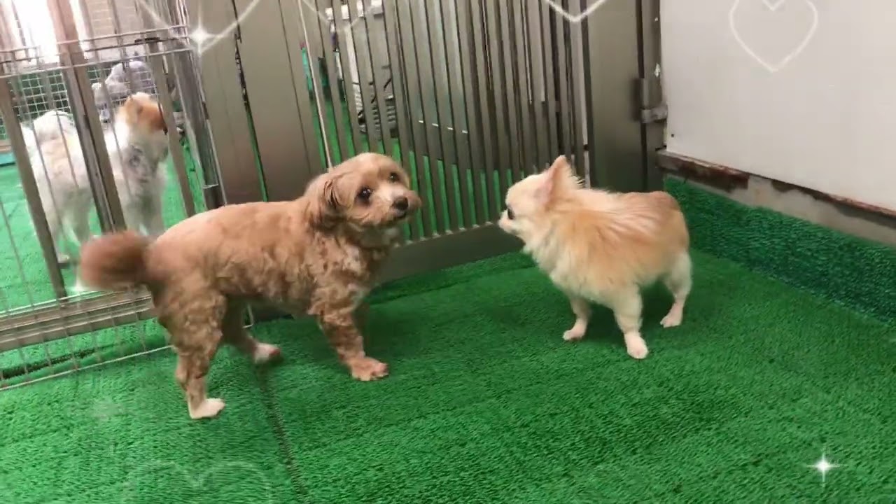 20260124 　ダックペットサービス　朝のわんこ達