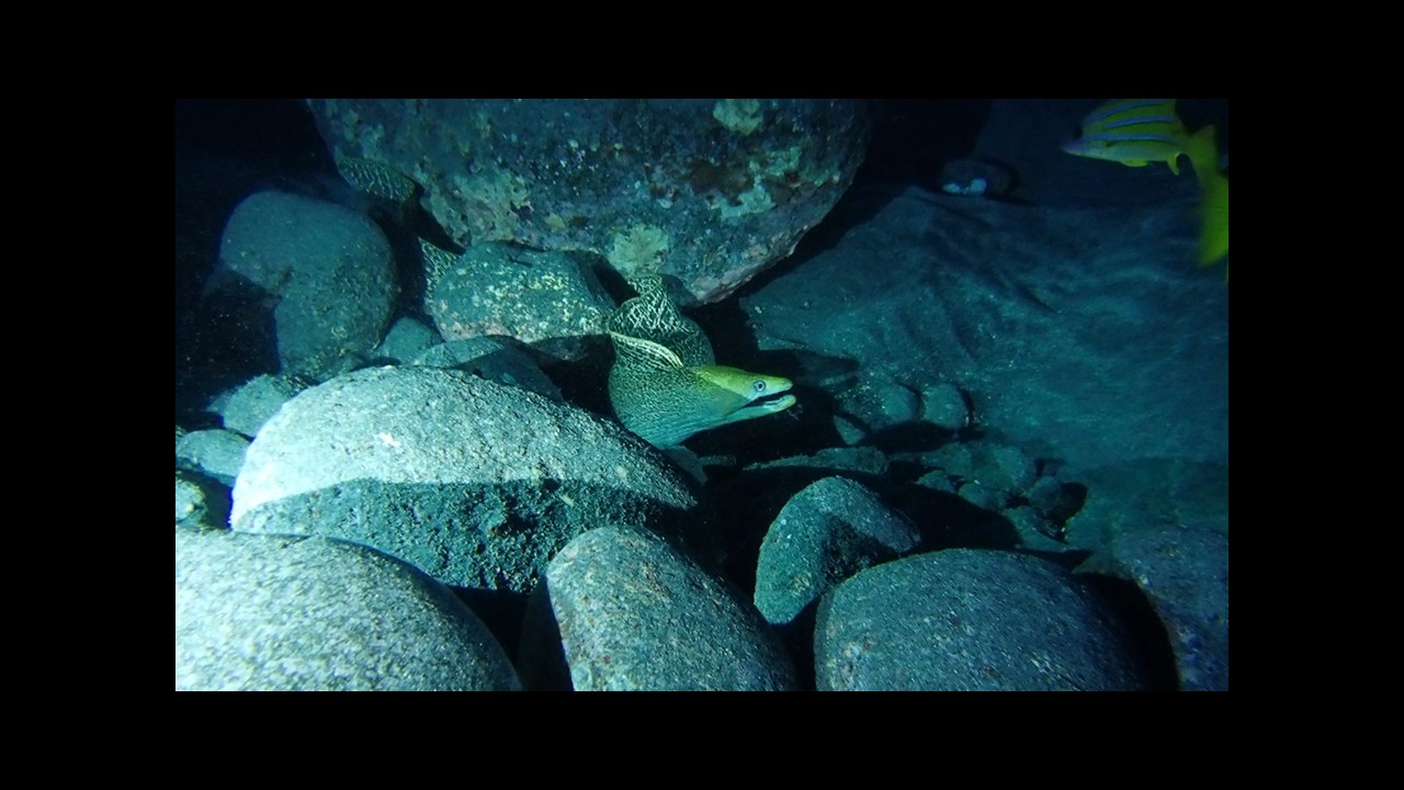 Garden Eel Cove, Kona - resident eel Frank