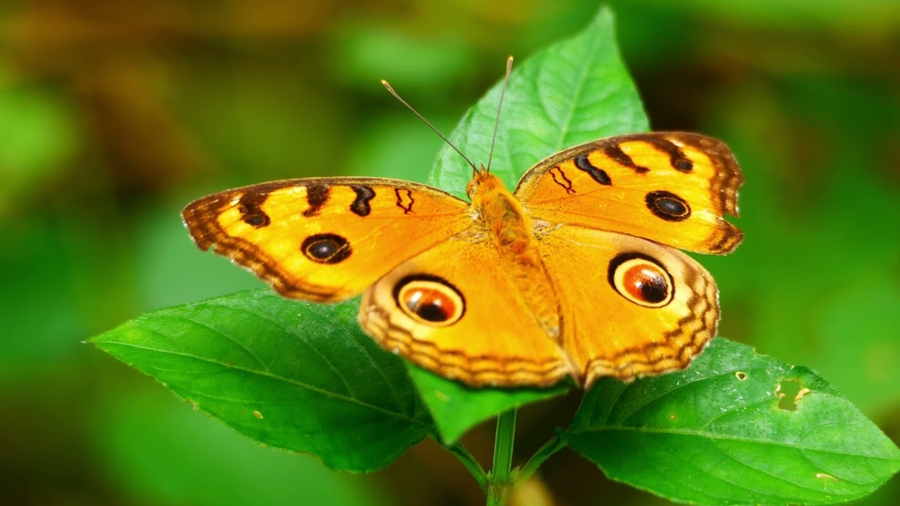 Wild Sumatra - Bukit Lawang