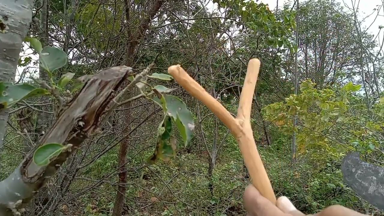 tirei três cabo para fazer três baladeira