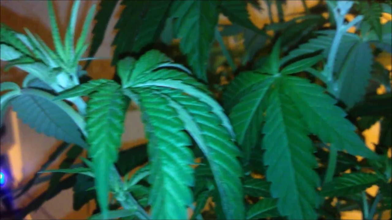 Girl scout cookie 