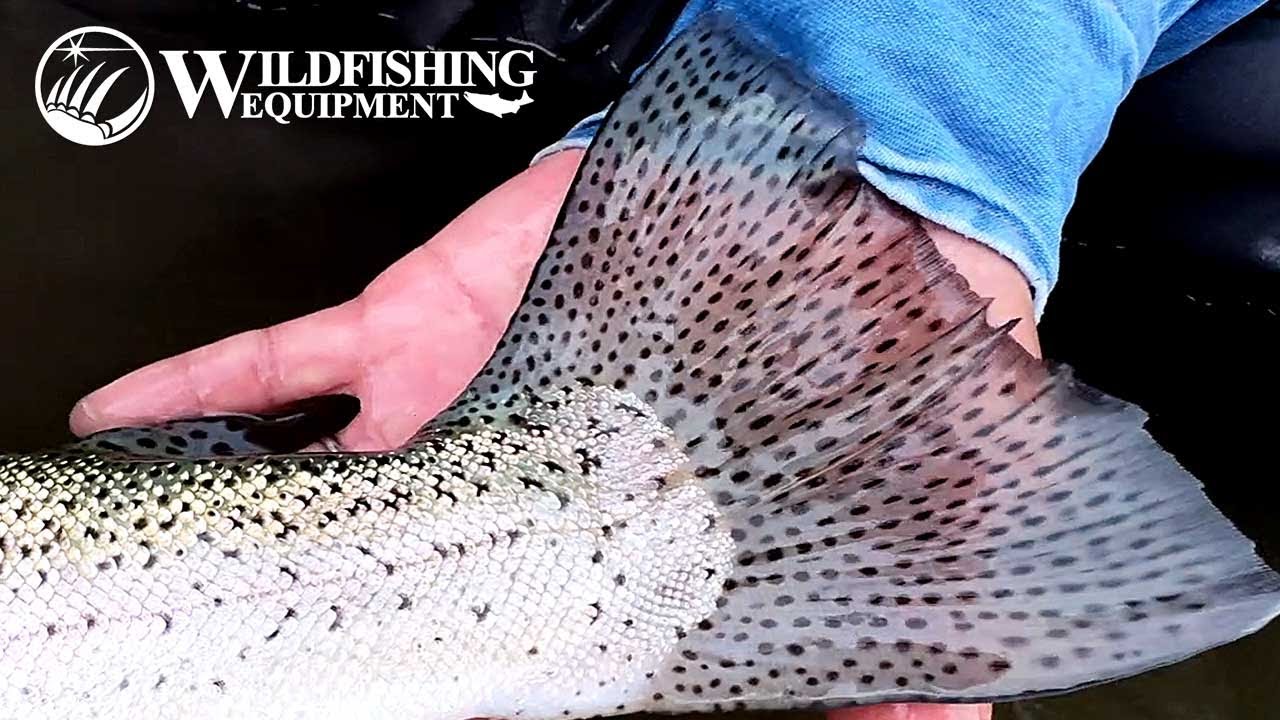 Hokkaido Autumn Fly Fishing – Trout Action on the Main River