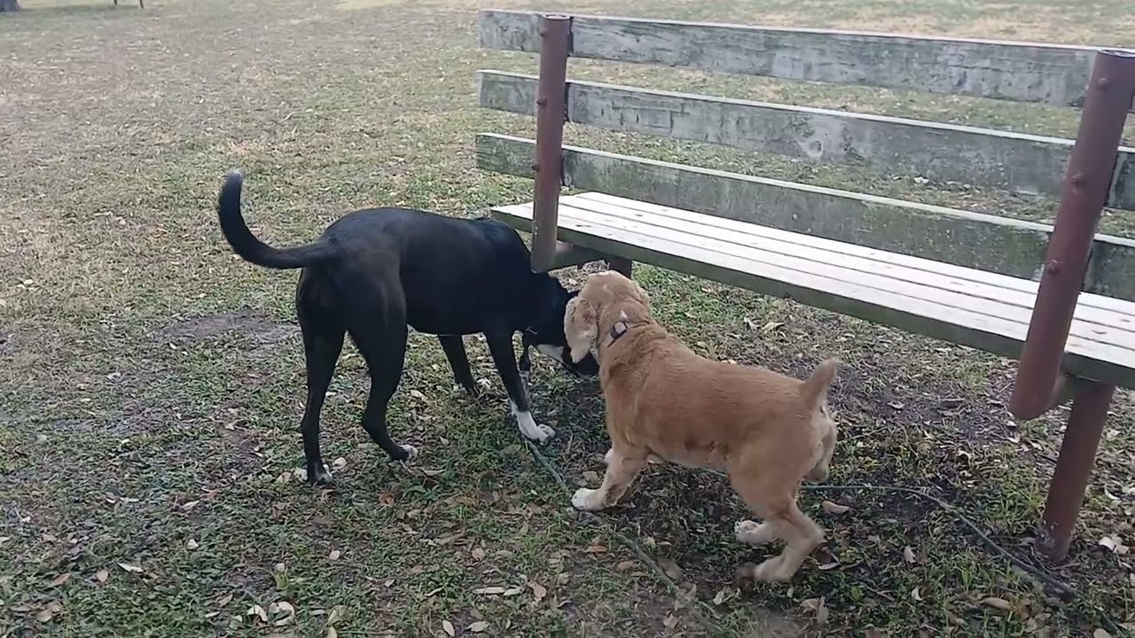 🚶‍♀️ 🐕's at Odem Park in Texas