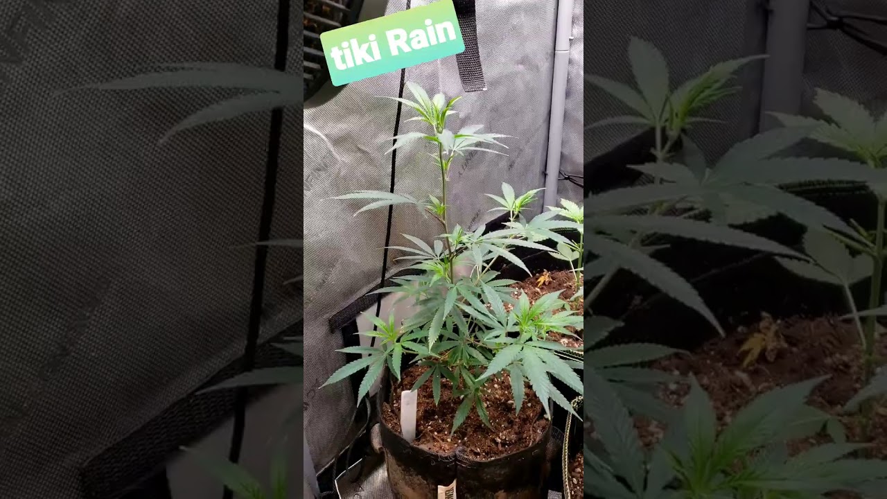 TikiMadman Rain strain grew a foot this week wow boomer learning to grow series JR'S cut