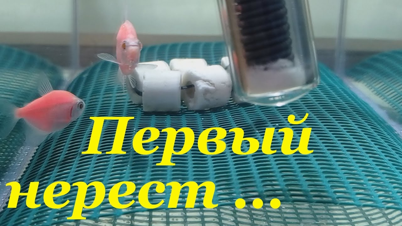 Как разводить тернеций Нерест молодых тернеций Икра Личинка тернеции глофиш