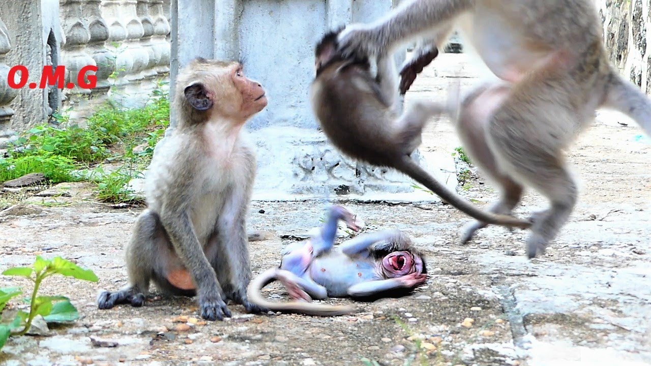 Trillion Pitiful For Tiny Baby Monkey!, Mother Malika Holds Baby Mila Up And Hits Her To The Ground