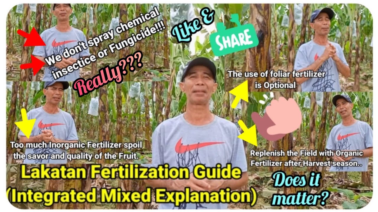 『Lakatan Fertilization Guide (Mixed Explaination)』〘Integrated design〙
