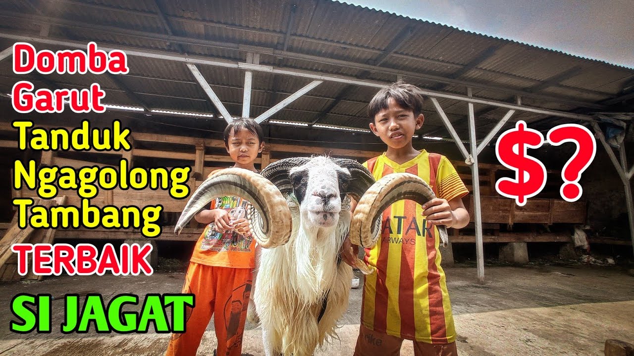 Domba Garut dengan Tanduk Terbaik Sepanjang Sejarah