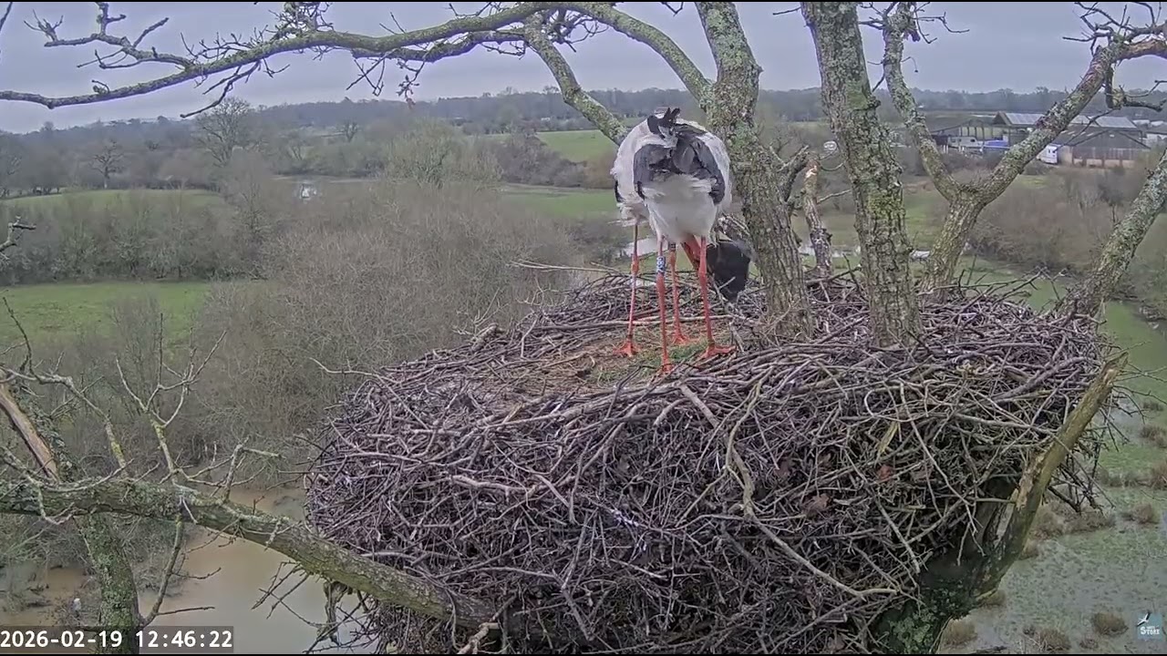 Plastic to nest Feb 2026