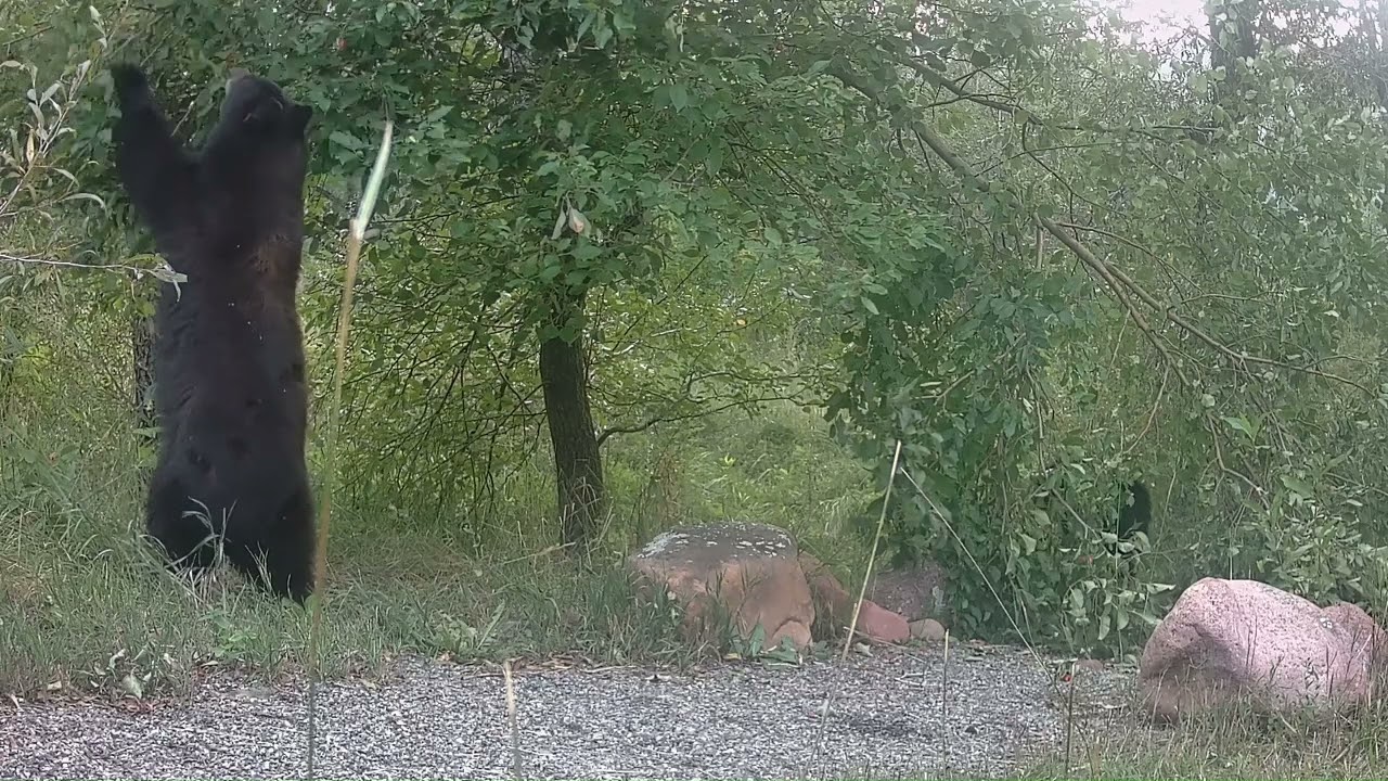 Mama Bear with Two Cubs 9 5 23