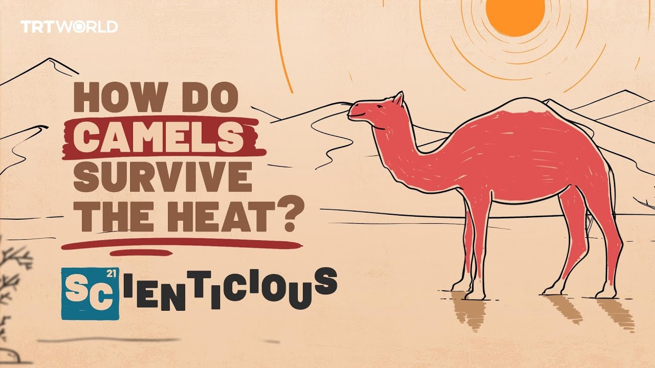 How do camels stay cool? | Scienticious - Episode 8