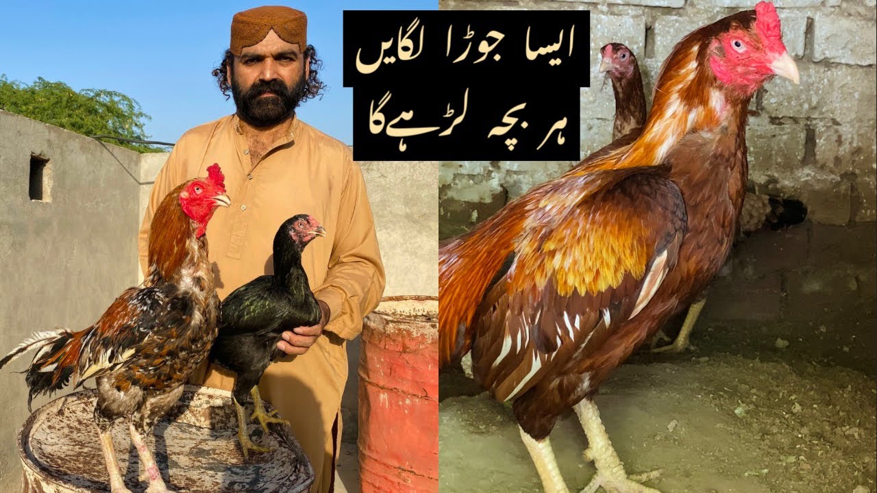 Breeding Main Perfect Jor Lagany Ka Tariqa Result 100% Milay Ga