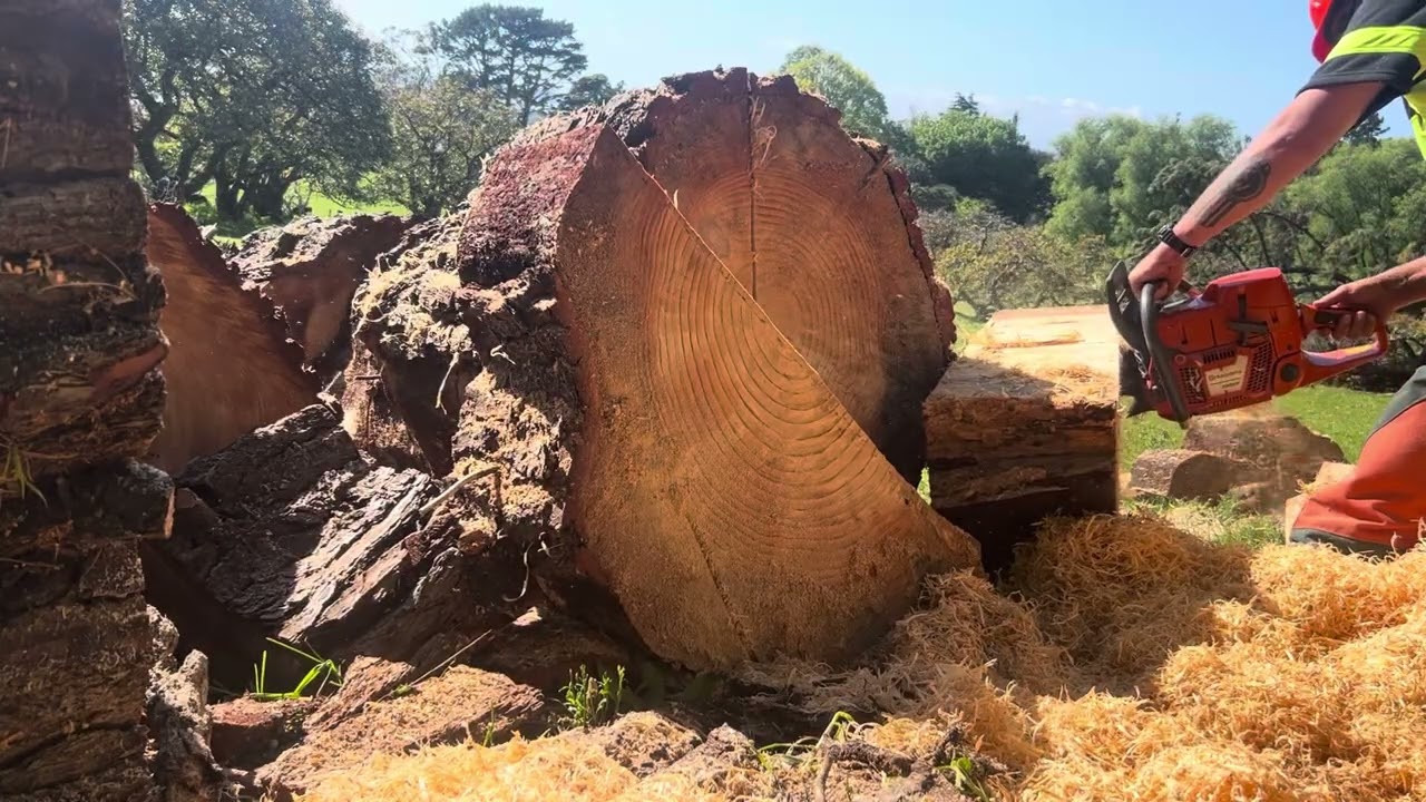 STIHL MS660 AND HUSQVARNA 390XP RIPPING BIG PINE TREE 