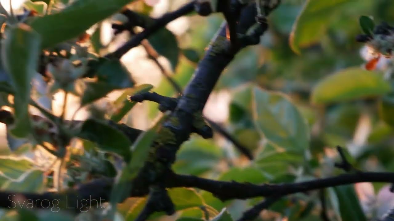 Svarog Light /Живі села/ Село над Стиром🌿❤