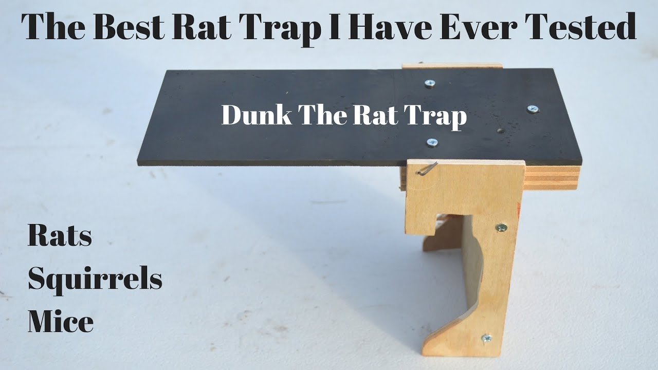 The All Time Best Rat Trap I Have Ever Tested. Dunk The Rat Trap In Action.